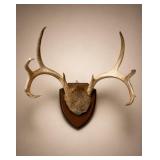 Mounted Deer Antlers on Wood Plaque