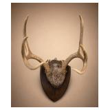 Mounted Deer Antler Plaque