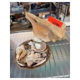 Seashell Collection With Large Conch