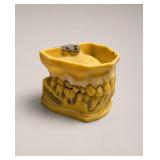 Dental Articulator Model with Teeth