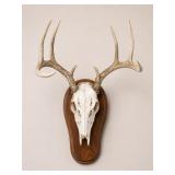 Deer Skull with Antlers on Wood Plaque