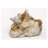 Large Natural Conch Sea Shell