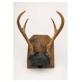 Mounted Deer Antlers on Wood Plaque