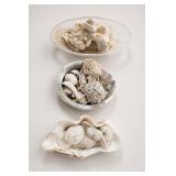 Natural Sea Corals and Shells