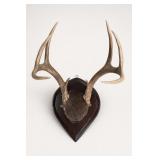 Mounted Antler Trophy on Shield Plaque