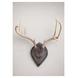 Antler Trophy Wall Mount on Shield Plaque