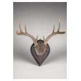 Mounted Cervid Head on Shield Plaque
