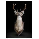 Deer Taxidermy Shoulder Mount on Plaque