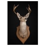 taxidermist, species, date, or Shoulder Mount