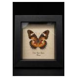 Cethosia Hypsea Hypsina Framed Butterfly