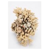 Large Branching White Coral Specimen