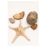 Natural History Specimen Group