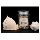 Candle-Lite Woodland Walk Shell Display