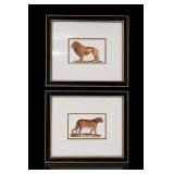 Pair Framed Lion & Leopard Animal Prints