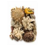 Seashell & Coral Display Collection