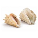 Pair of Queen Conch Shells