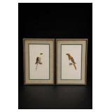 Pair of Framed Bird Prints w Butterfly Wings