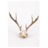 Deer Antlered Skull With Antlers