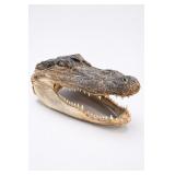 Taxidermy Alligator Head Display