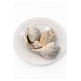Assorted Seashells Including Queen Helmet Conch