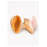Pair Of Conch Shells