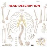 67 inch Human Skeleton Model with Poster