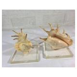 Seashell Bookends on Acrylic Bases