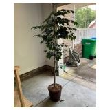 Pottedï¿½ Tree withï¿½ Planter