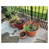 Potted Plants in Containers