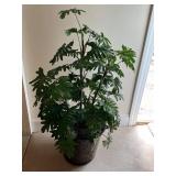 Pottedï¿½ Philodendron Plant