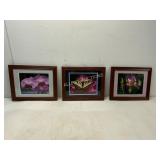 Three Framed Nature Prints