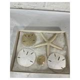 Sand Dollars and Starfish