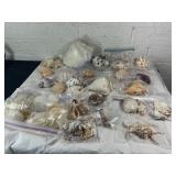 Seashell Collection in Bags