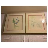 Framed Botanical Prints