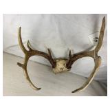 Deer antlers