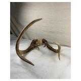 Deer antlers