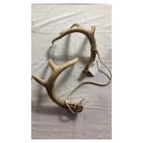 Antlers and Rope