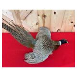 Ring-Necked Pheasant Taxidermy Mount