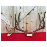 Assorted Deer Antler Mounts