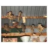 Hand corn sheller