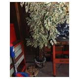 Silk Tree in pot, plus