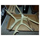 Pair of IL Whitetail Antler Sheds