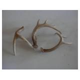 Group of 3 deer antlers