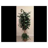 Ficus Tree in Basket