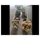 Mixed lot of Dried Hydrangea Floral Decor