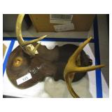 Antlers mounted on wood