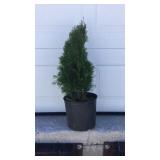 Emerald Green Arborvitae
