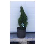 Emerald Green Arborvitae