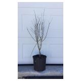 Pink Rose Of Sharon (Althea)