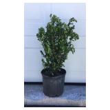 Winter Green Boxwood